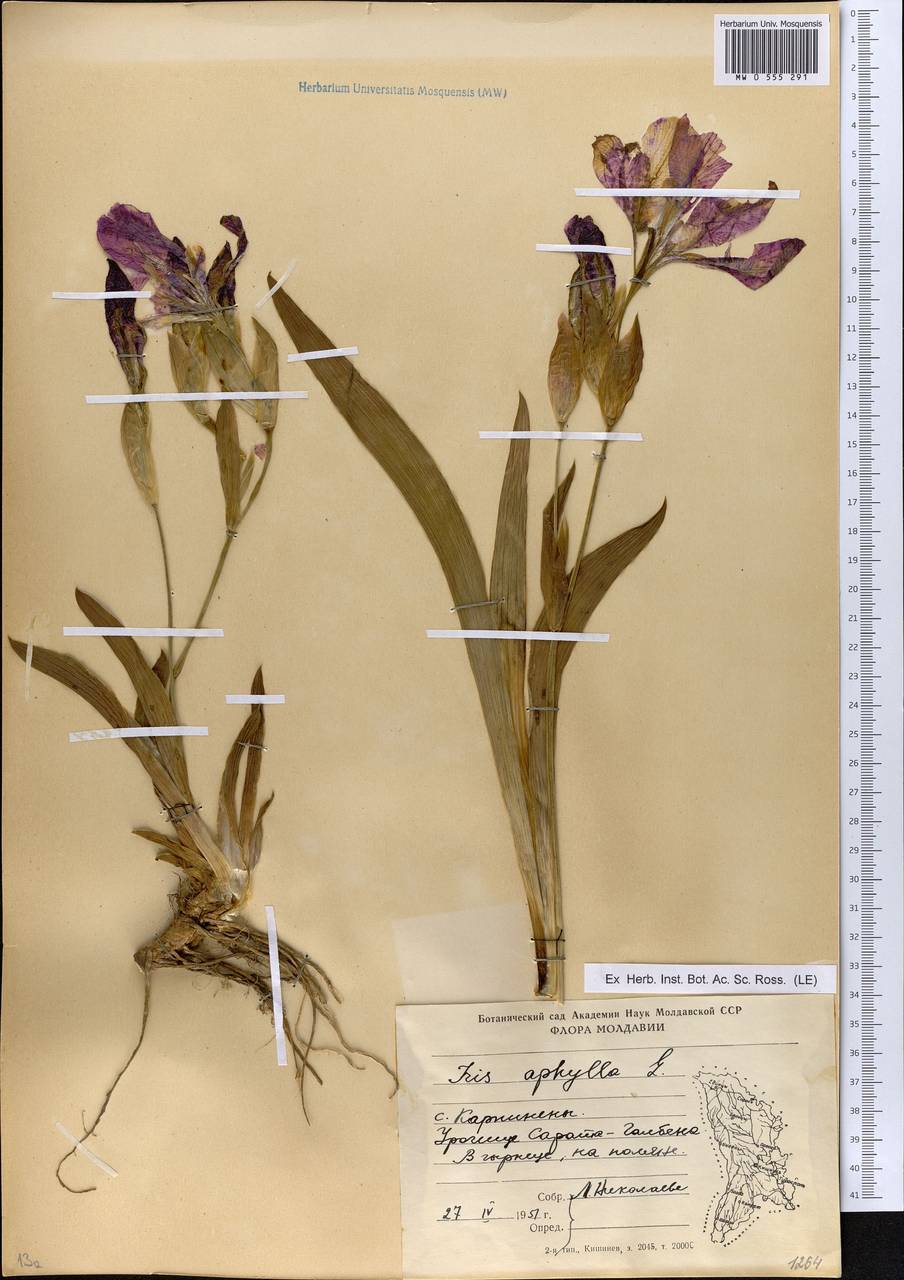 Iris aphylla L., Eastern Europe, Moldova (E13a) (Moldova)