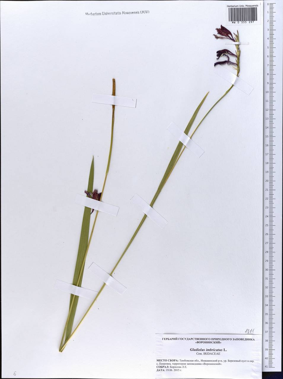 Gladiolus imbricatus L., Eastern Europe, Central forest-and-steppe region (E6) (Russia)
