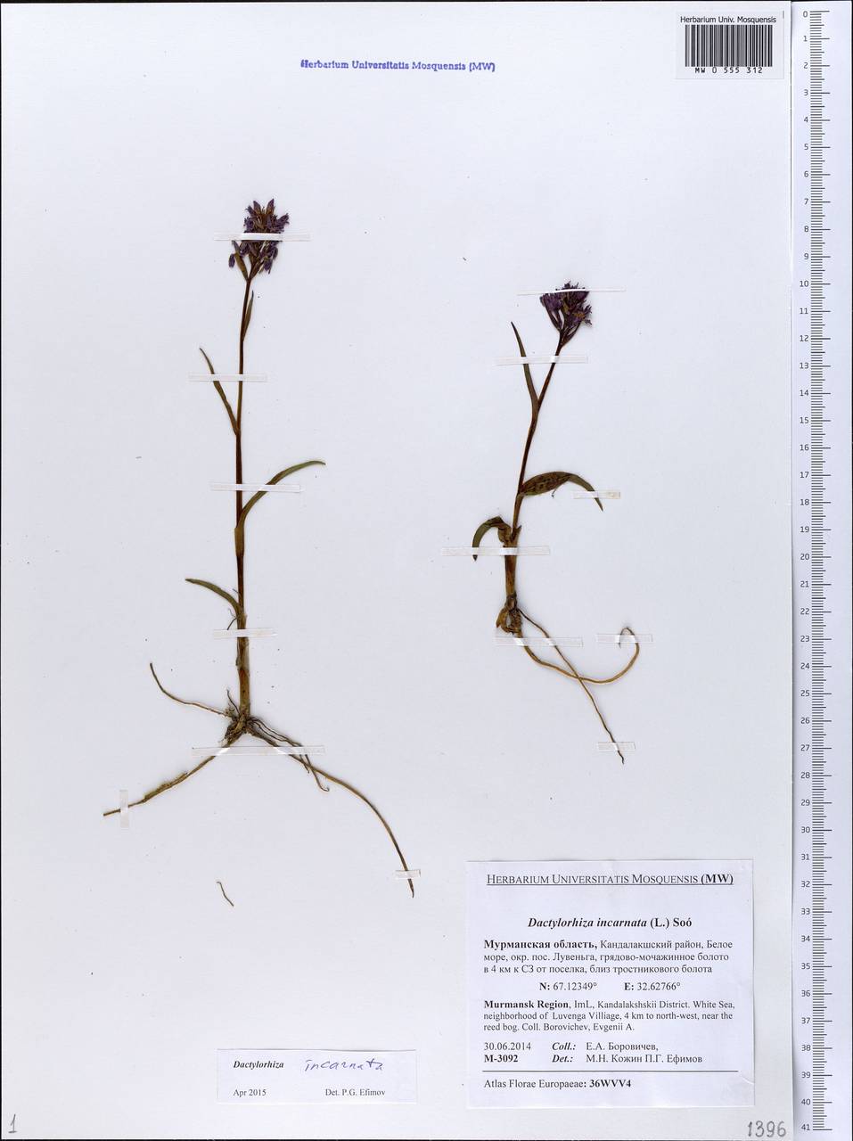 Dactylorhiza incarnata (L.) Soó, Eastern Europe, Northern region (E1) (Russia)