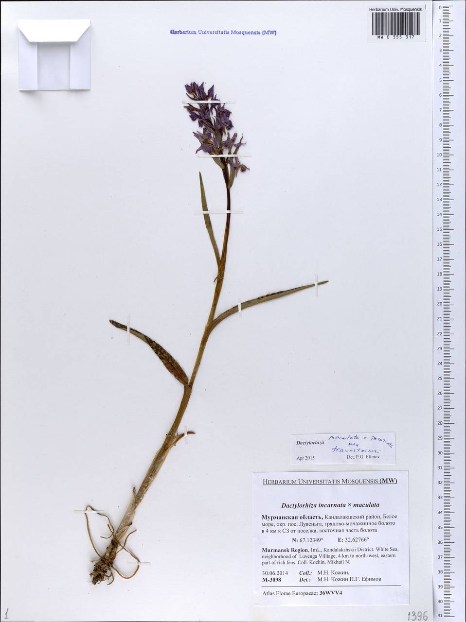 Dactylorhiza incarnata × maculata, Eastern Europe, Northern region (E1) (Russia)