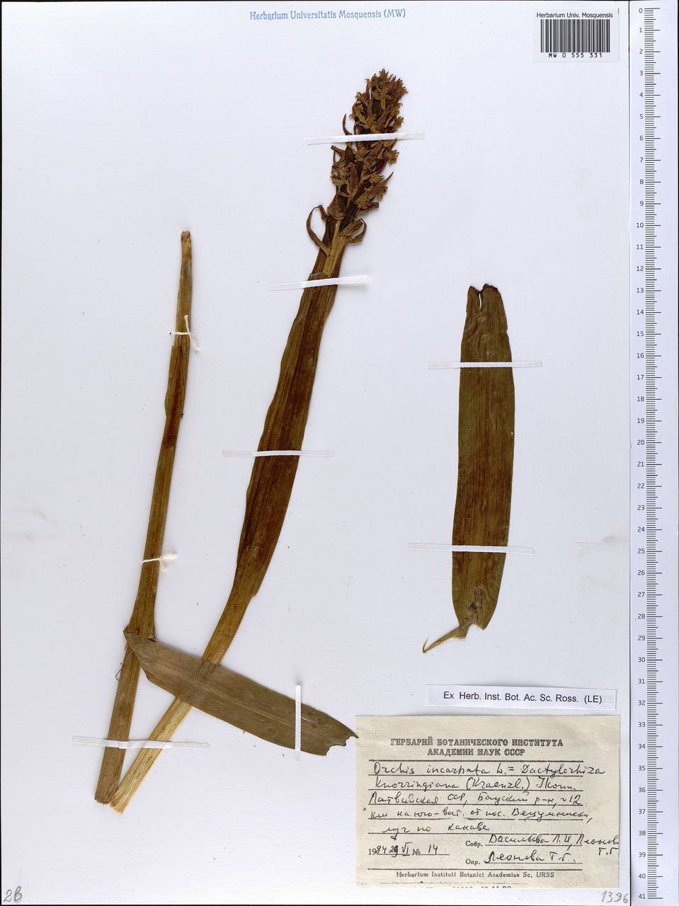 Dactylorhiza incarnata (L.) Soó, Eastern Europe, Latvia (E2b) (Latvia)