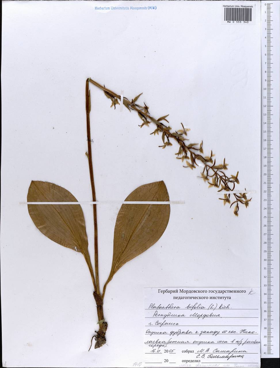 Platanthera bifolia (L.) Rich., Eastern Europe, Middle Volga region (E8) (Russia)