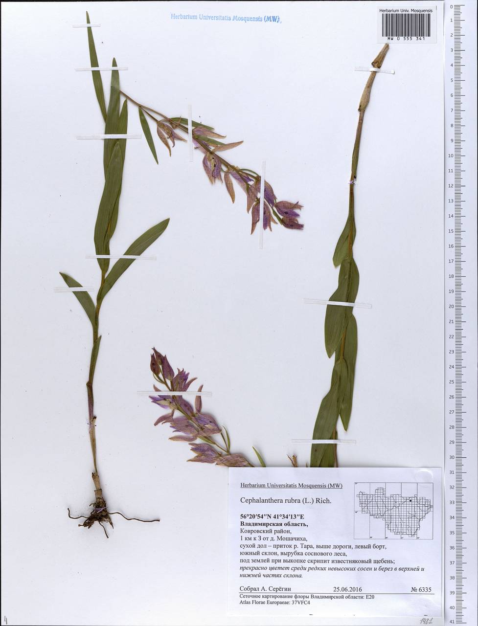 Cephalanthera rubra (L.) Rich., Eastern Europe, Central region (E4) (Russia)