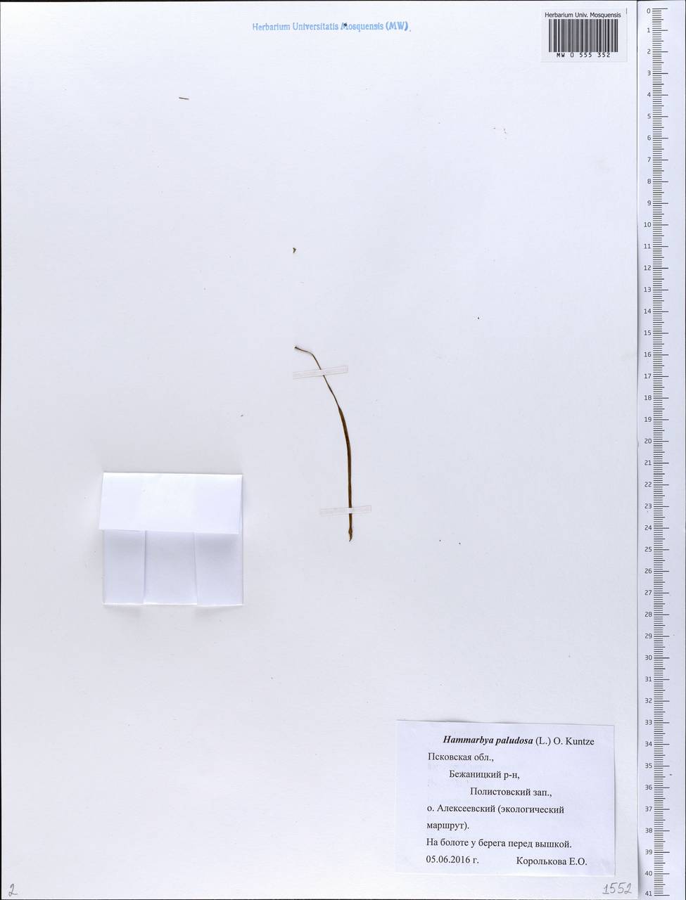 Hammarbya paludosa (L.) Kuntze, Eastern Europe, North-Western region (E2) (Russia)