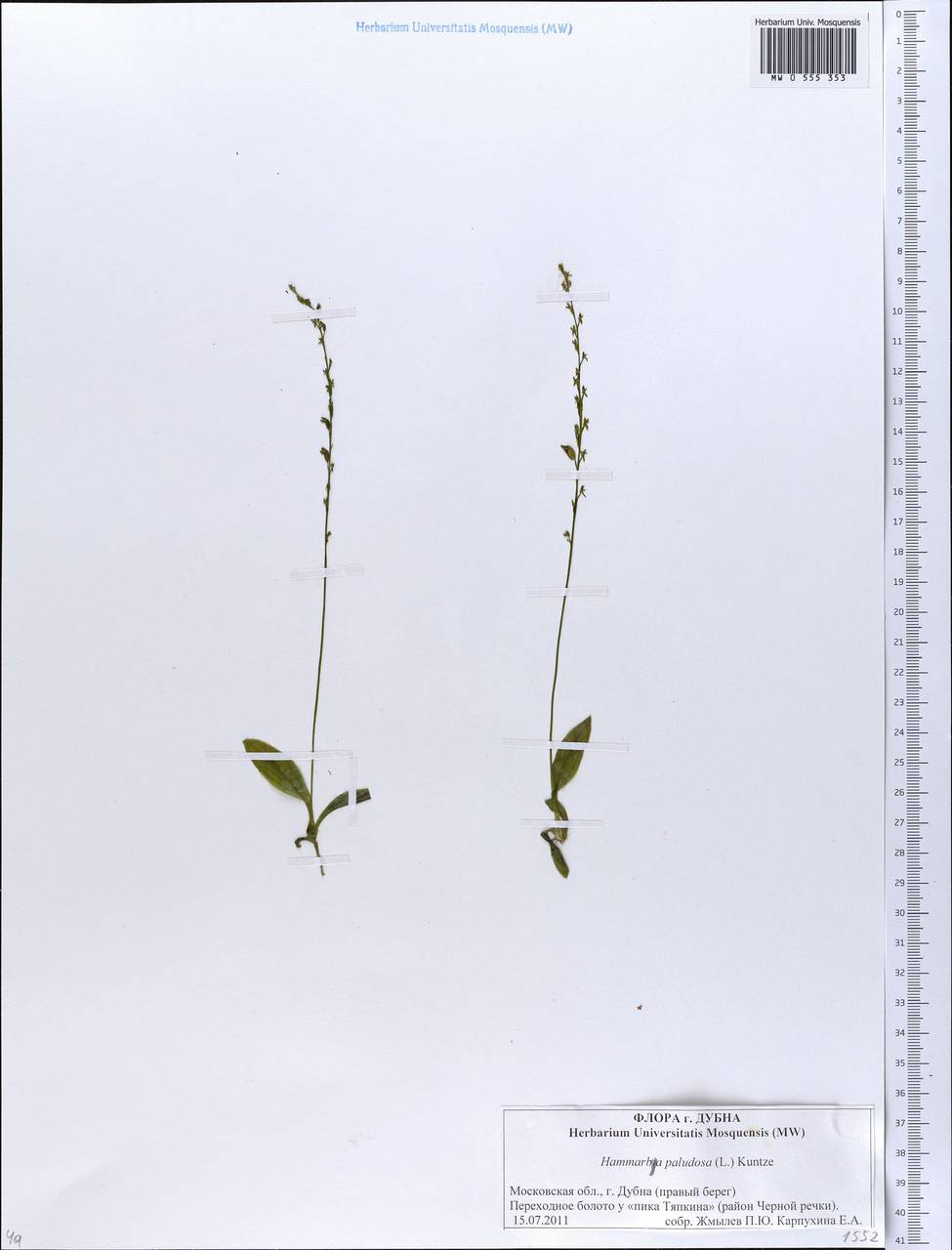 Hammarbya paludosa (L.) Kuntze, Eastern Europe, Moscow region (E4a) (Russia)