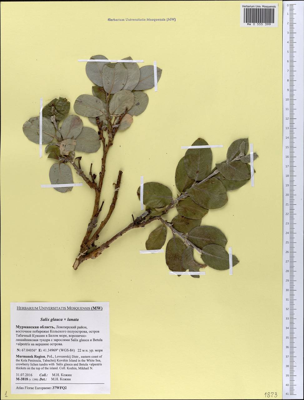 Salix glauca × lanata, Eastern Europe, Northern region (E1) (Russia)