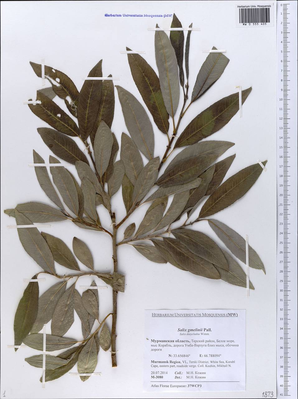Salix gmelinii Pall., Eastern Europe, Northern region (E1) (Russia)