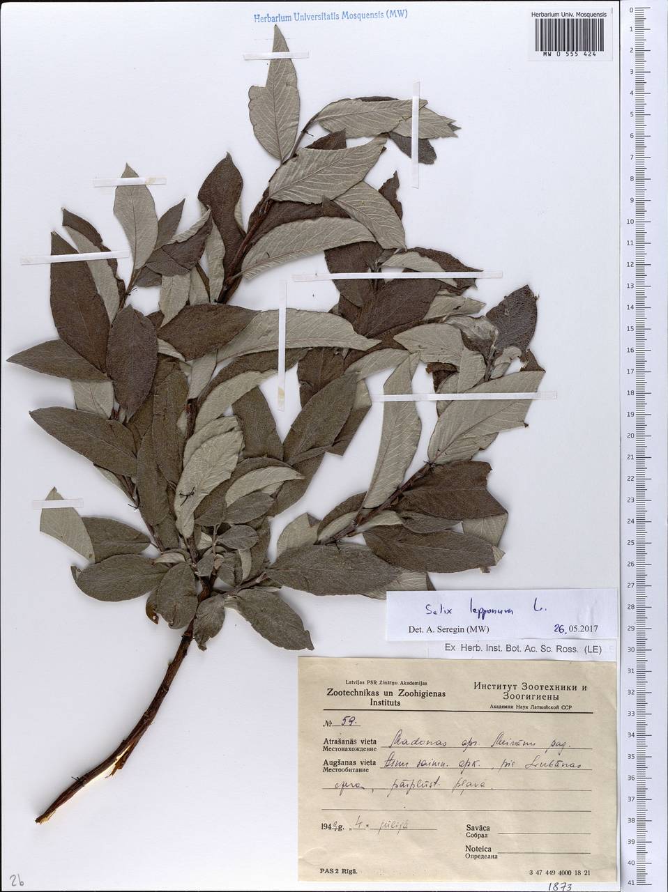 Salix lapponum, Eastern Europe, Latvia (E2b) (Latvia)