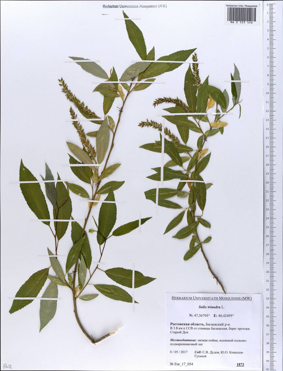 Salix triandra L., Eastern Europe, Rostov Oblast (E12a) (Russia)