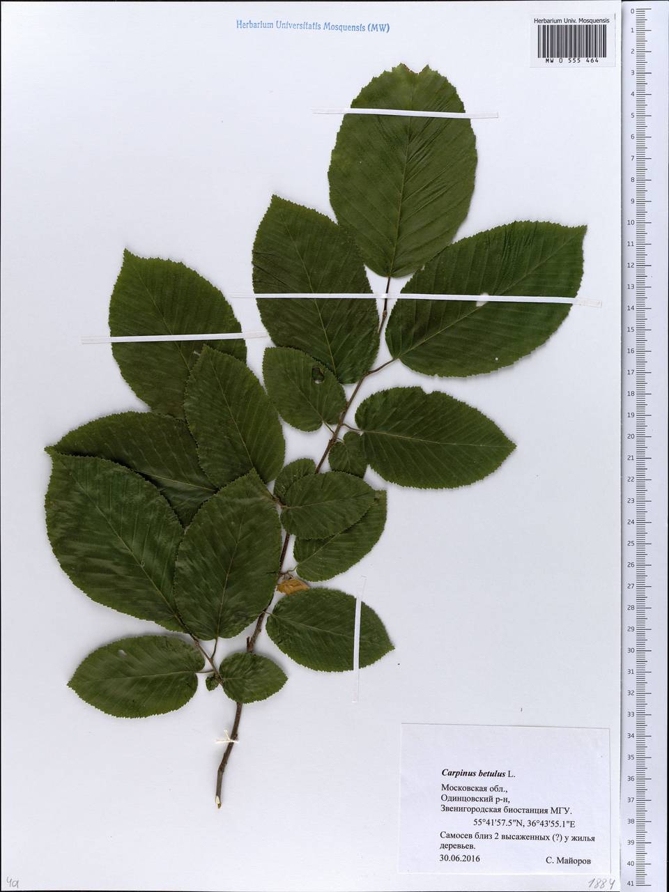 Carpinus betulus L., Eastern Europe, Moscow region (E4a) (Russia)