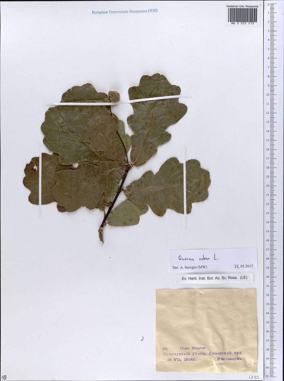 Quercus robur L., Eastern Europe, Eastern region (E10) (Russia)