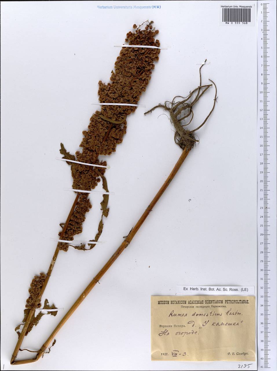 Rumex longifolius DC., Eastern Europe, Northern region (E1) (Russia)