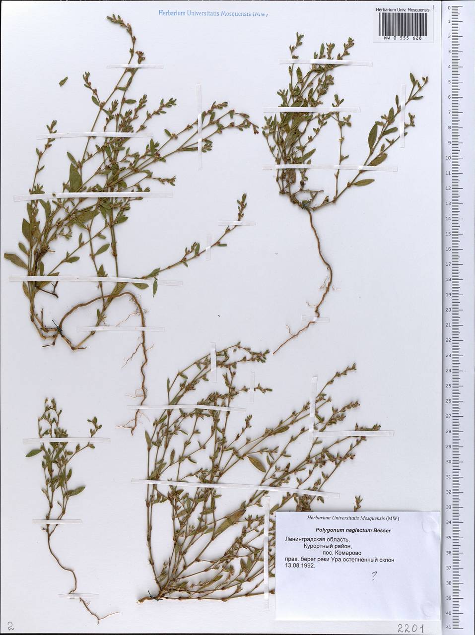 Polygonum aviculare subsp. neglectum (Besser) Arcang., Eastern Europe, North-Western region (E2) (Russia)