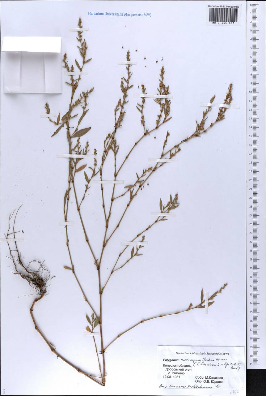 Polygonum aviculare subsp. rurivagum (Boreau) Berher, Eastern Europe, Central forest-and-steppe region (E6) (Russia)