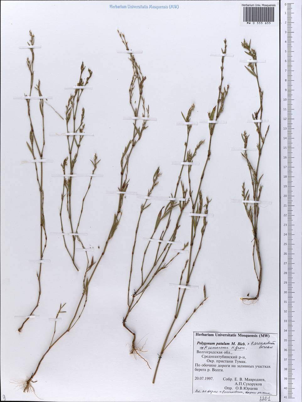 Polygonum aschersonianum H. Gross, Eastern Europe, Lower Volga region (E9) (Russia)