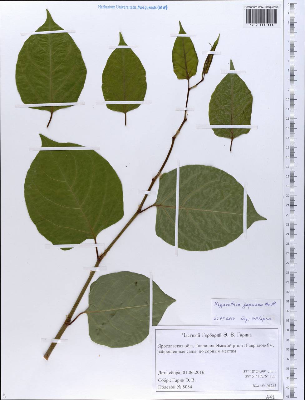 Reynoutria japonica Houtt., Eastern Europe, Central forest region (E5) (Russia)