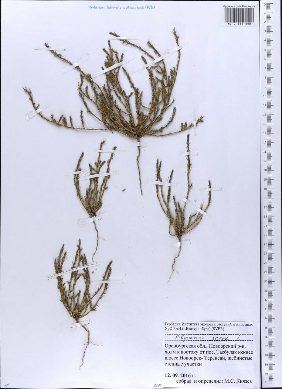 Polycnemum arvense L., Eastern Europe, Eastern region (E10) (Russia)