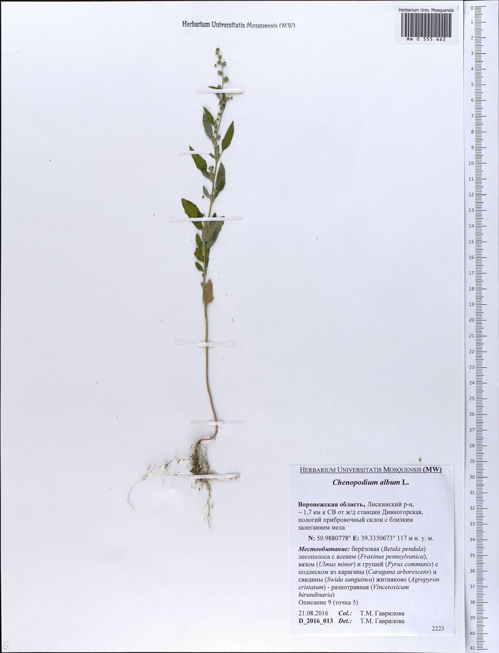 Chenopodium album L., Eastern Europe, Central forest-and-steppe region (E6) (Russia)