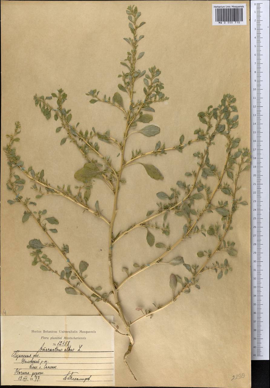 Amaranthus albus L., Eastern Europe, Central region (E4) (Russia)