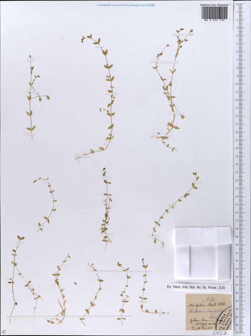 Stellaria crassifolia Ehrh., Eastern Europe, Eastern region (E10) (Russia)