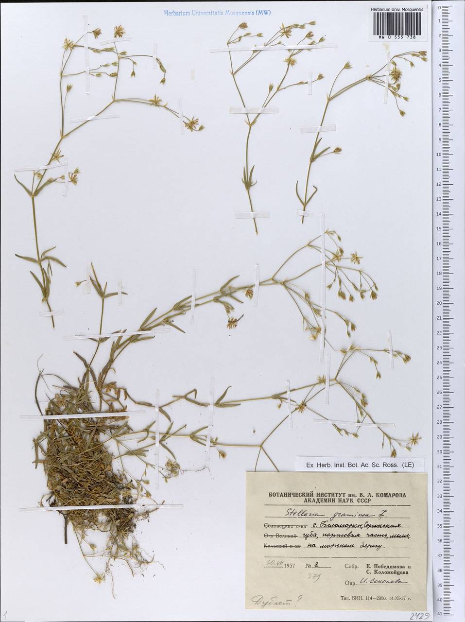 Stellaria graminea L., Eastern Europe, Northern region (E1) (Russia)