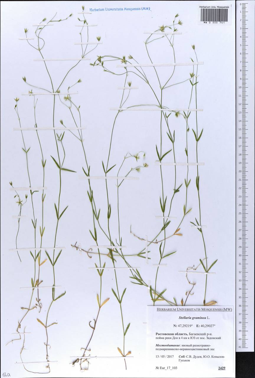 Stellaria graminea L., Eastern Europe, Rostov Oblast (E12a) (Russia)