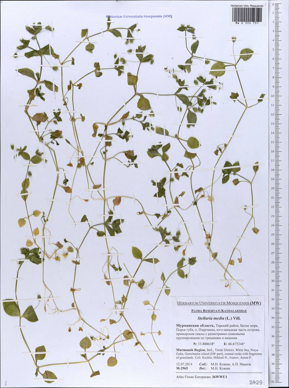 Stellaria media, Eastern Europe, Northern region (E1) (Russia)