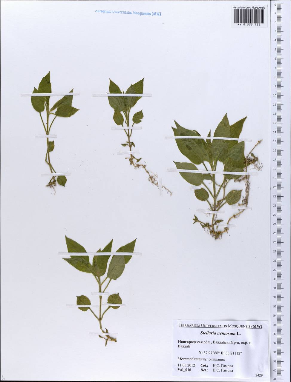 Stellaria nemorum L., Eastern Europe, North-Western region (E2) (Russia)