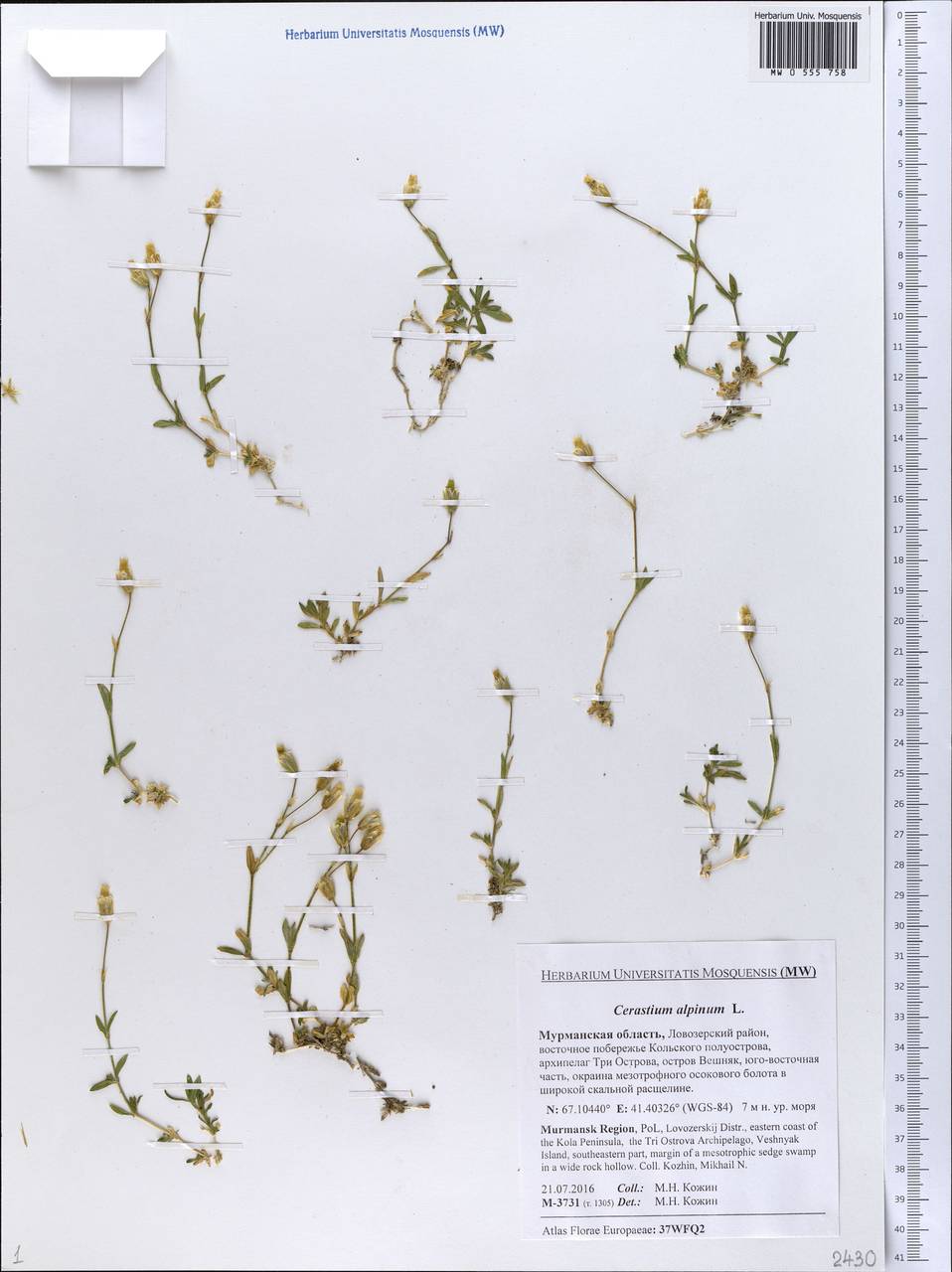 Cerastium alpinum, Eastern Europe, Northern region (E1) (Russia)