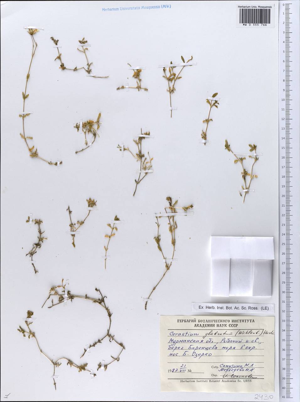 Cerastium alpinum L., Eastern Europe, Northern region (E1) (Russia)