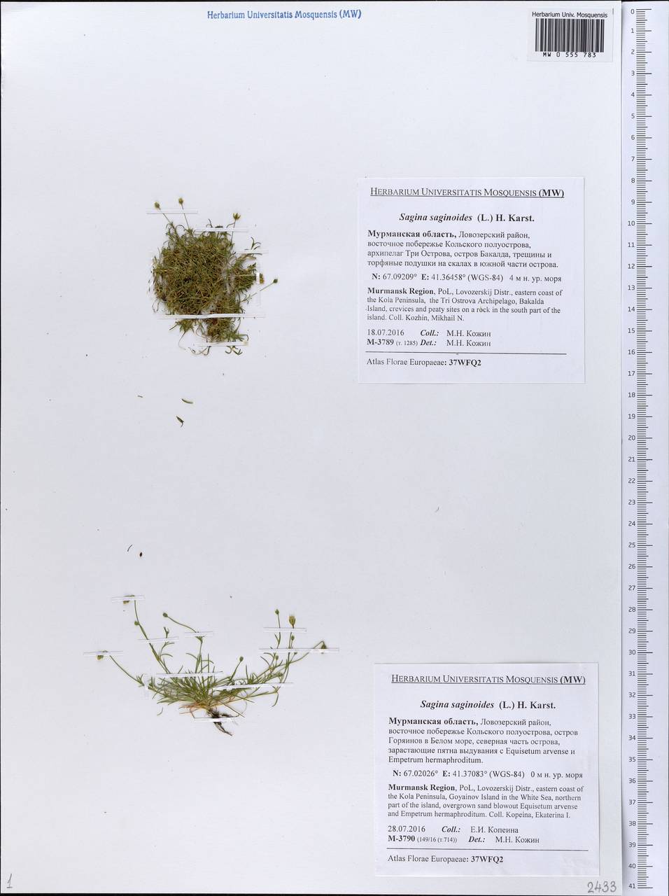 Sagina saginoides (L.) Karst., Eastern Europe, Northern region (E1) (Russia)