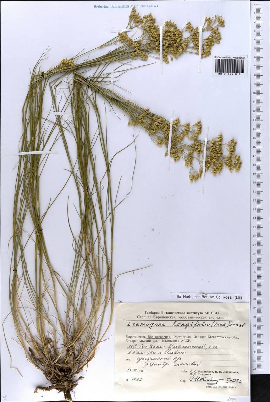 Eremogone longifolia (Bieb.) Fenzl, Eastern Europe, Lower Volga region (E9) (Russia)