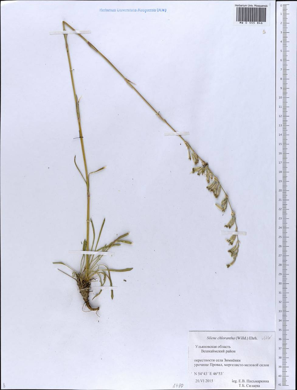 Silene chlorantha (Willd.) Ehrh., Eastern Europe, Middle Volga region (E8) (Russia)