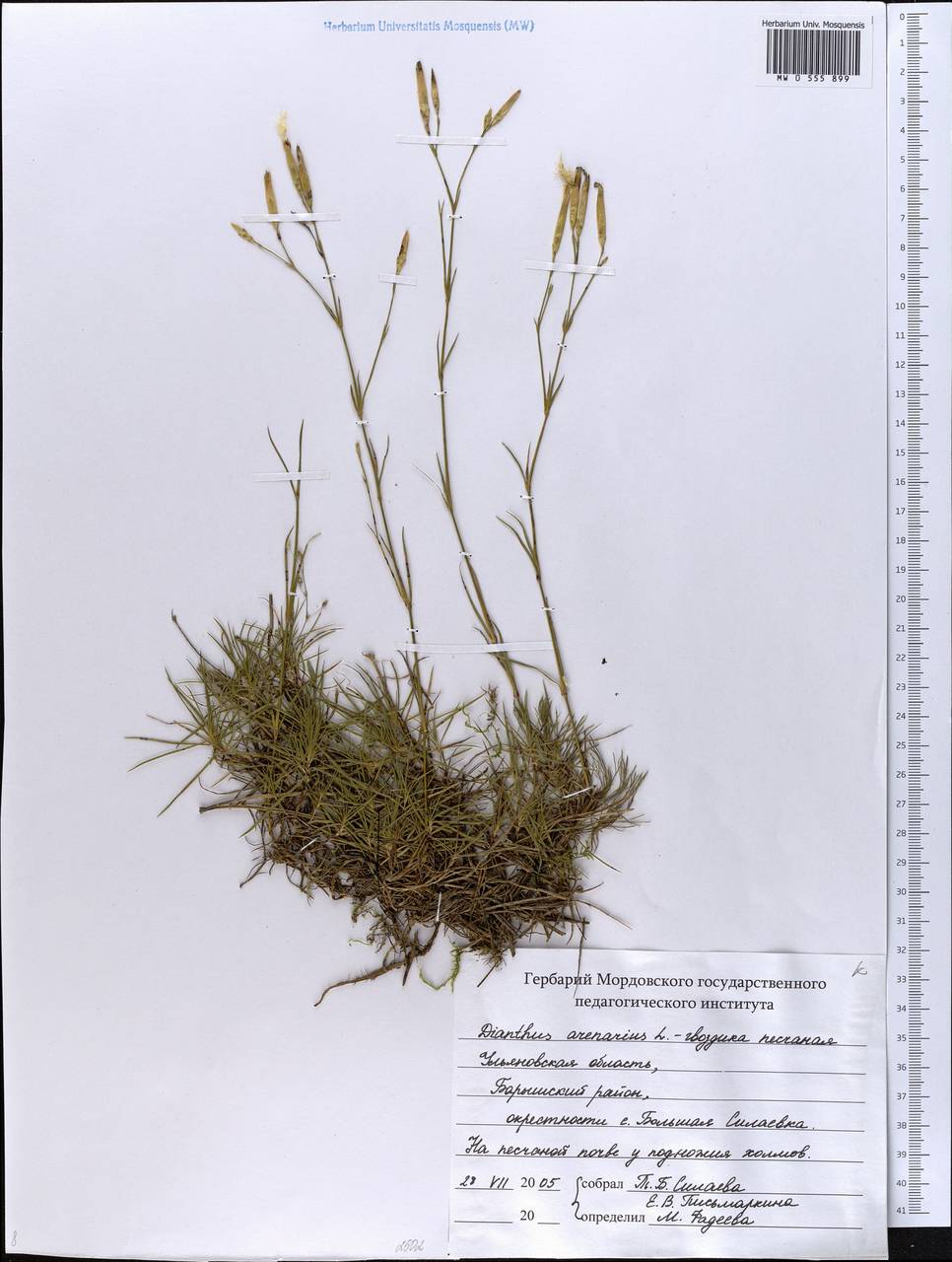 Dianthus arenarius, Eastern Europe, Middle Volga region (E8) (Russia)