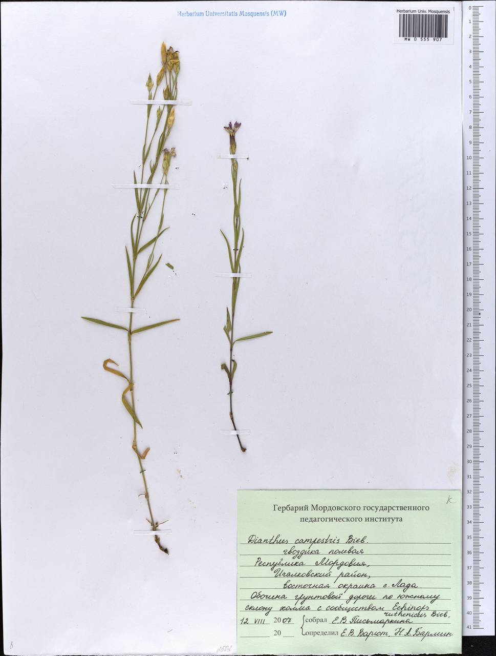 Dianthus campestris M. Bieb., Eastern Europe, Middle Volga region (E8) (Russia)