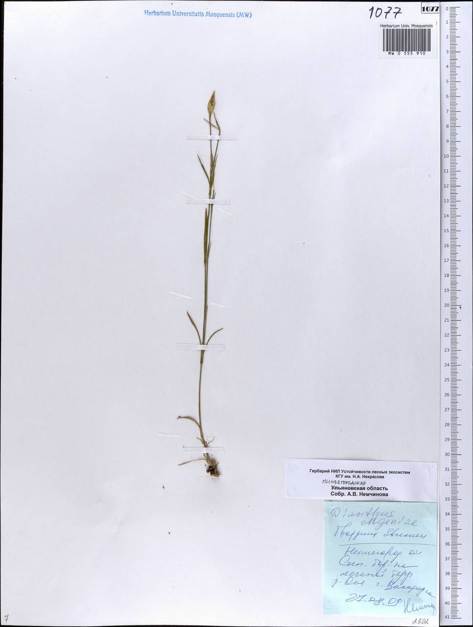 Dianthus eugeniae Kleopow, Eastern Europe, Volga-Kama region (E7) (Russia)