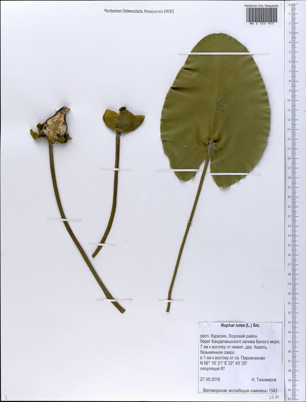 Nuphar lutea (L.) Sibth. & Sm., Eastern Europe, Northern region (E1) (Russia)