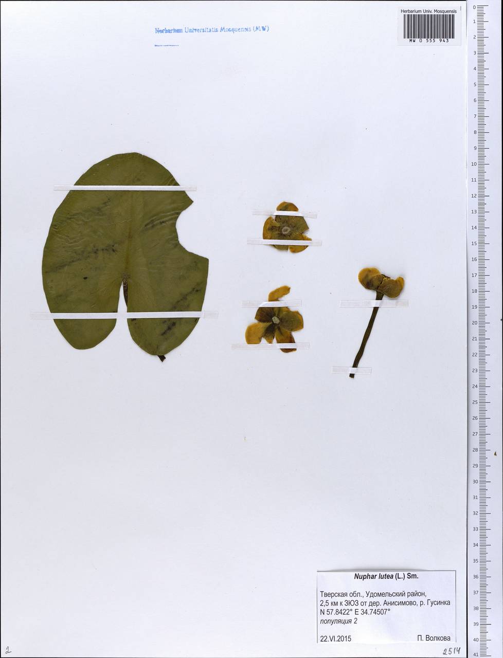 Nuphar lutea (L.) Sibth. & Sm., Eastern Europe, North-Western region (E2) (Russia)