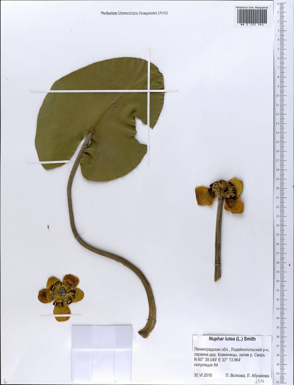 Nuphar lutea (L.) Sibth. & Sm., Eastern Europe, North-Western region (E2) (Russia)