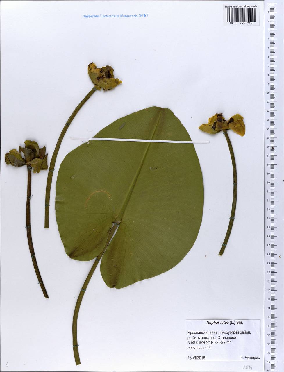 Nuphar lutea (L.) Sibth. & Sm., Eastern Europe, Central forest region (E5) (Russia)
