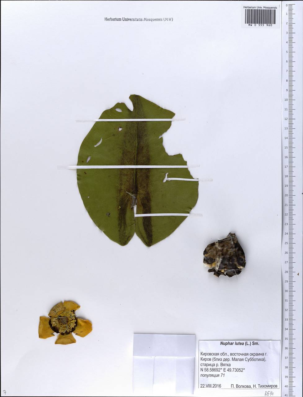 Nuphar lutea (L.) Sibth. & Sm., Eastern Europe, Volga-Kama region (E7) (Russia)