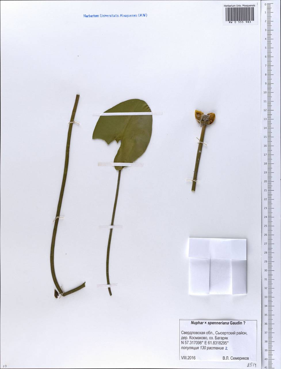 Nuphar ×spenneriana Gaudin, Eastern Europe, Eastern region (E10) (Russia)