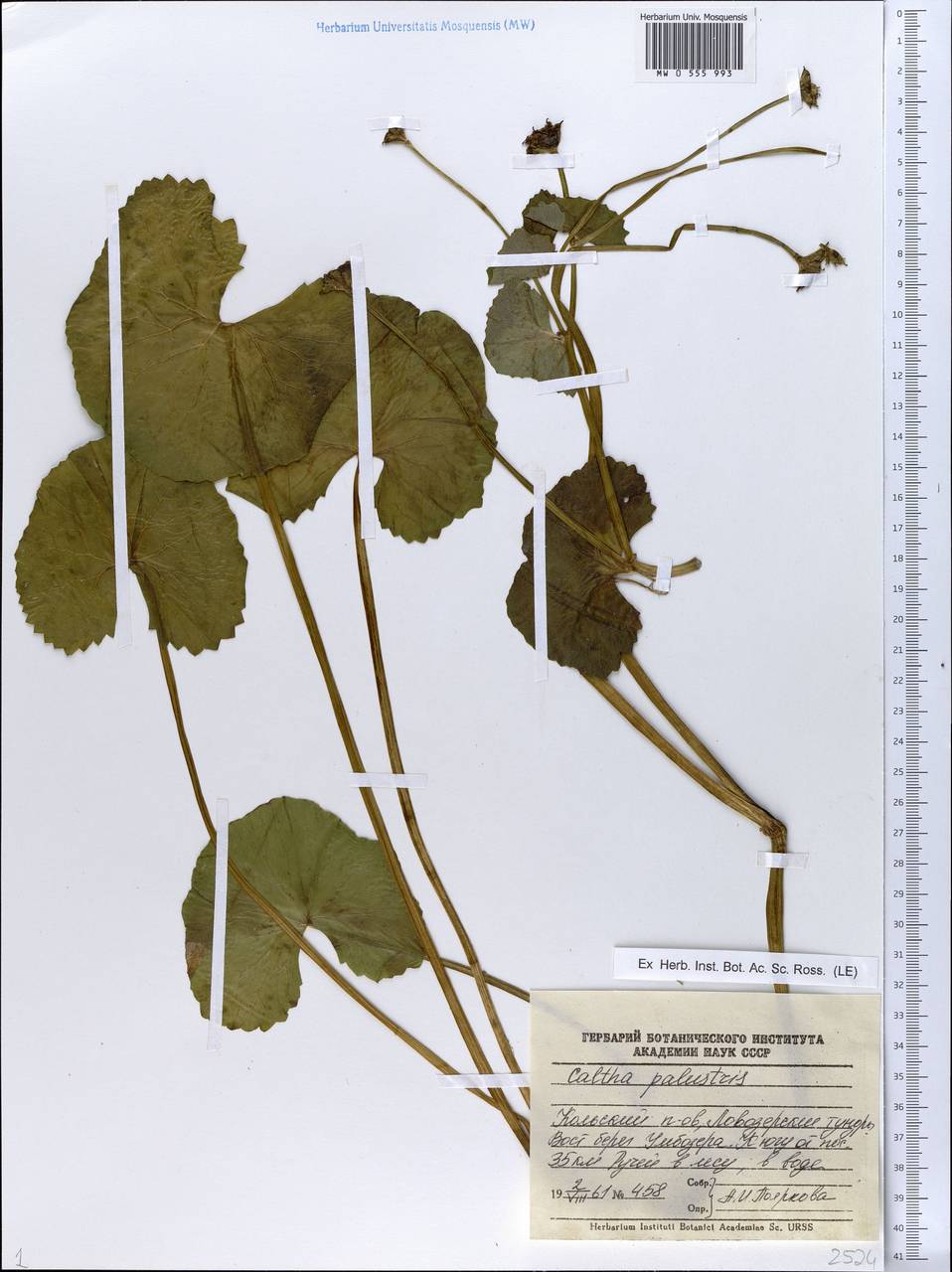 Caltha palustris, Eastern Europe, Northern region (E1) (Russia)