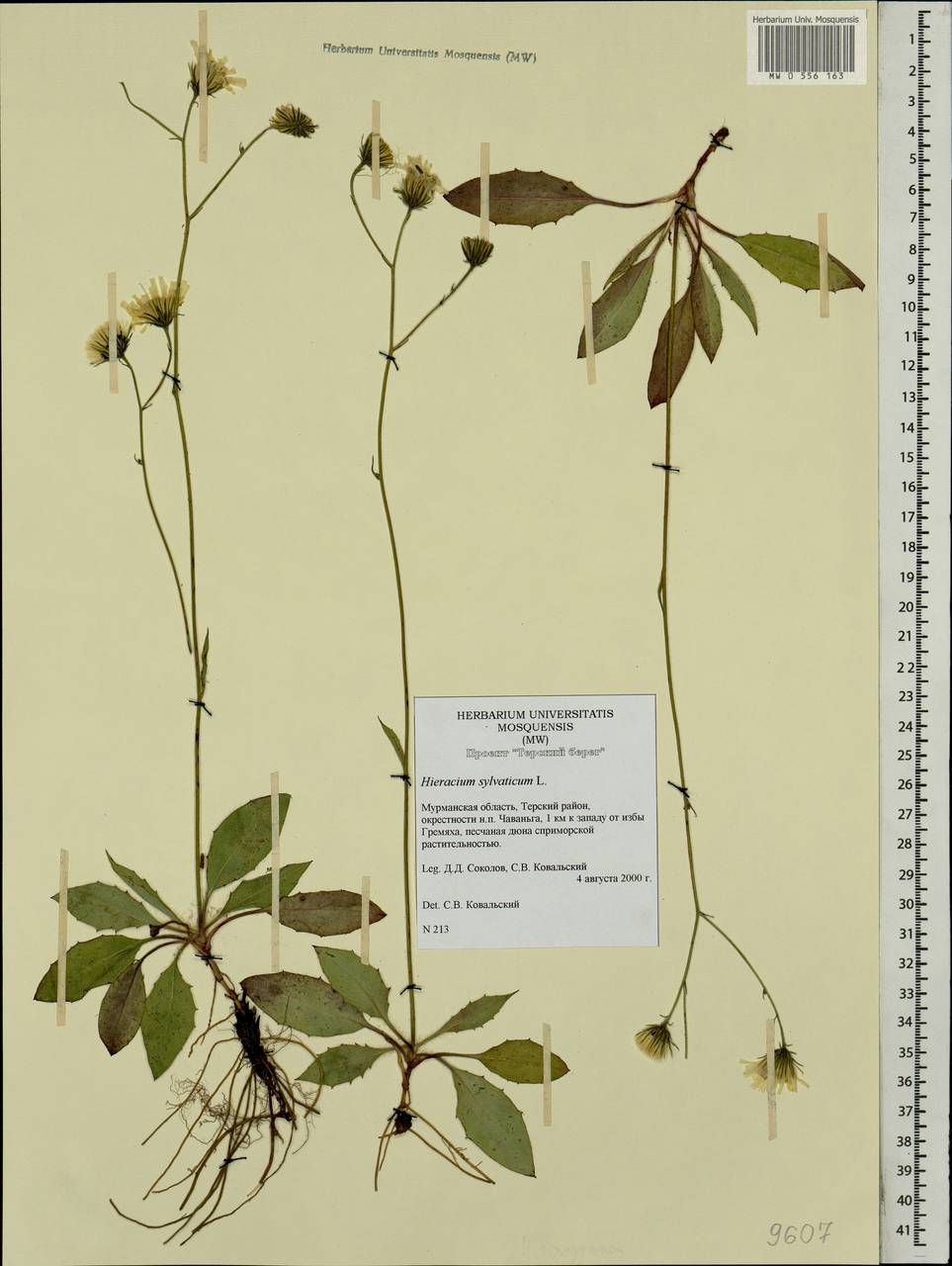 Hieracium sylvaticum, Eastern Europe, Northern region (E1) (Russia)