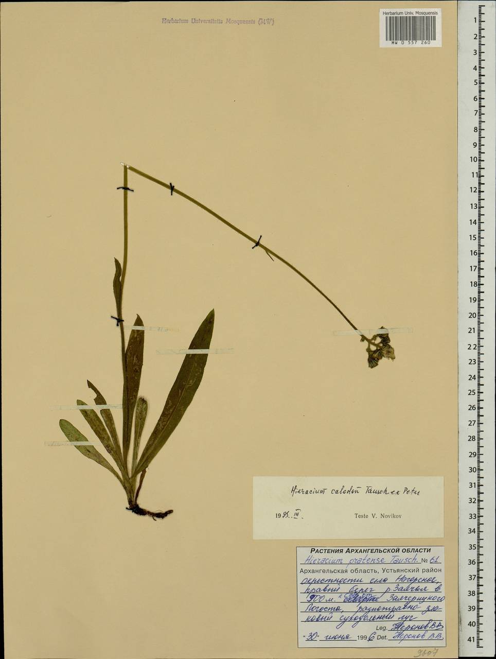 Pilosella calodon subsp. calodon, Eastern Europe, Northern region (E1) (Russia)