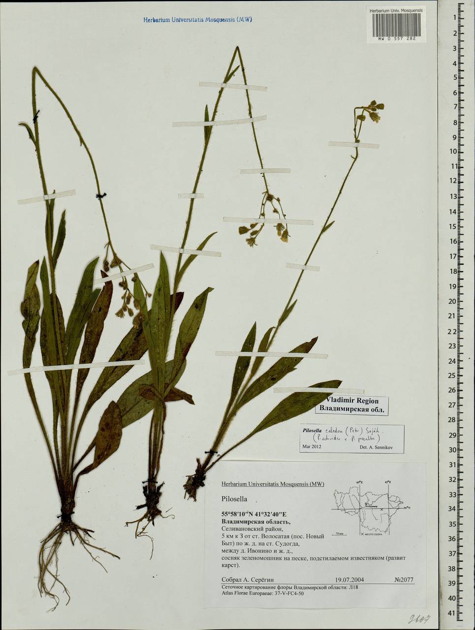 Pilosella calodon subsp. calodon, Eastern Europe, Central region (E4) (Russia)