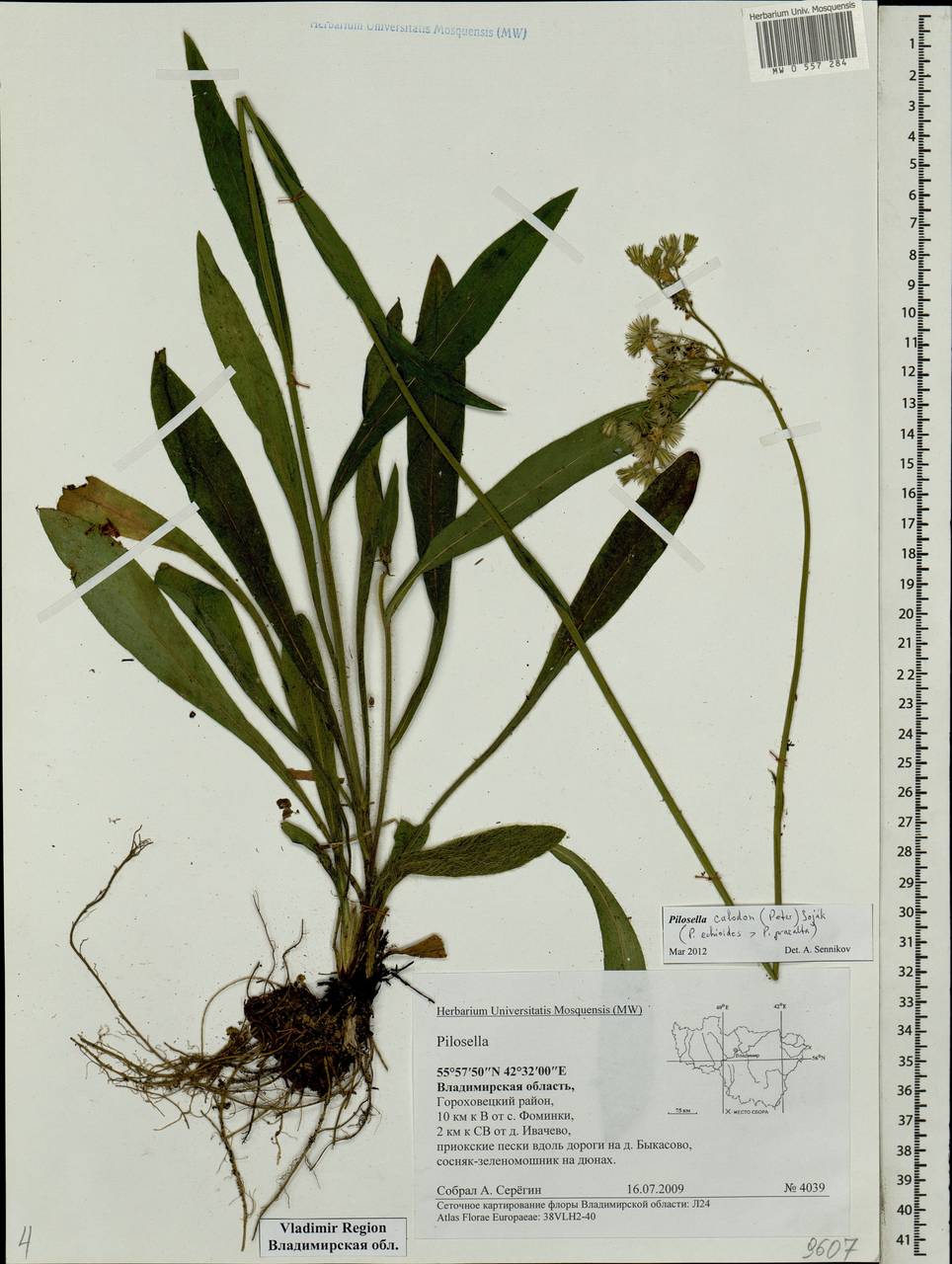 Pilosella calodon subsp. calodon, Eastern Europe, Central region (E4) (Russia)