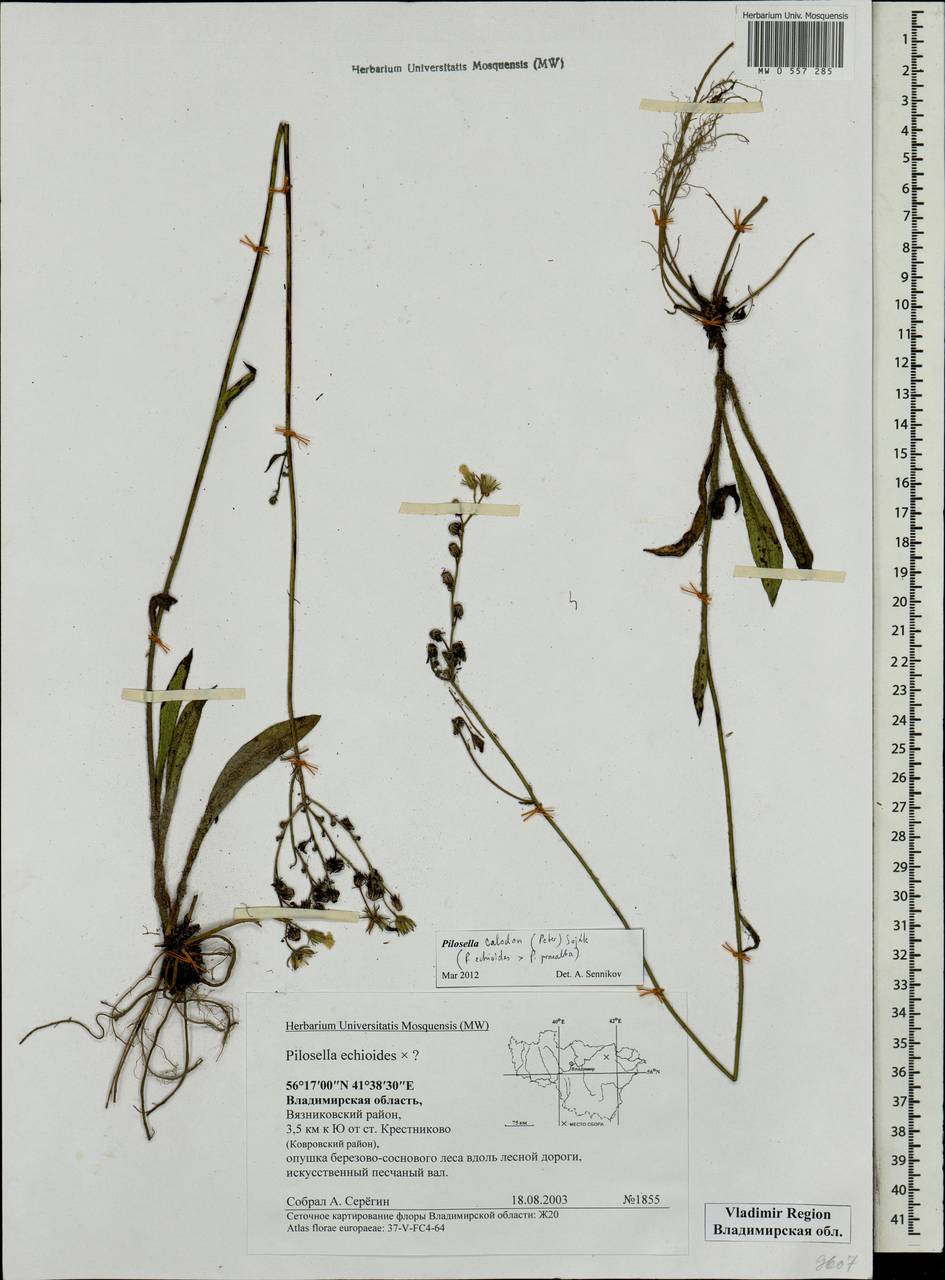 Pilosella calodon subsp. calodon, Eastern Europe, Central region (E4) (Russia)