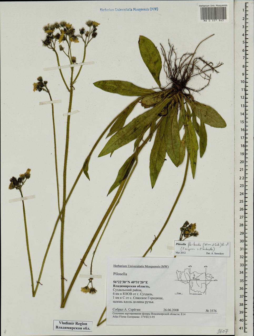 Pilosella floribunda (Wimm. & Grab.) Fr., Eastern Europe, Central region (E4) (Russia)