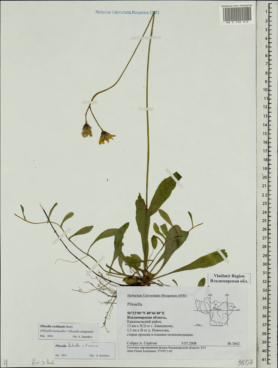 Pilosella cochlearis Norrl., Eastern Europe, Central region (E4) (Russia)
